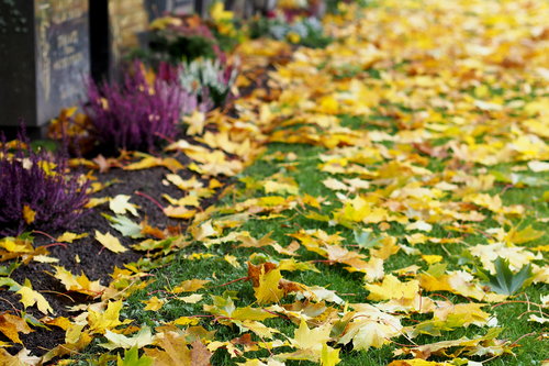 Keltaisia vaahterapuun lehtiä nurmikolla ja haudoilla