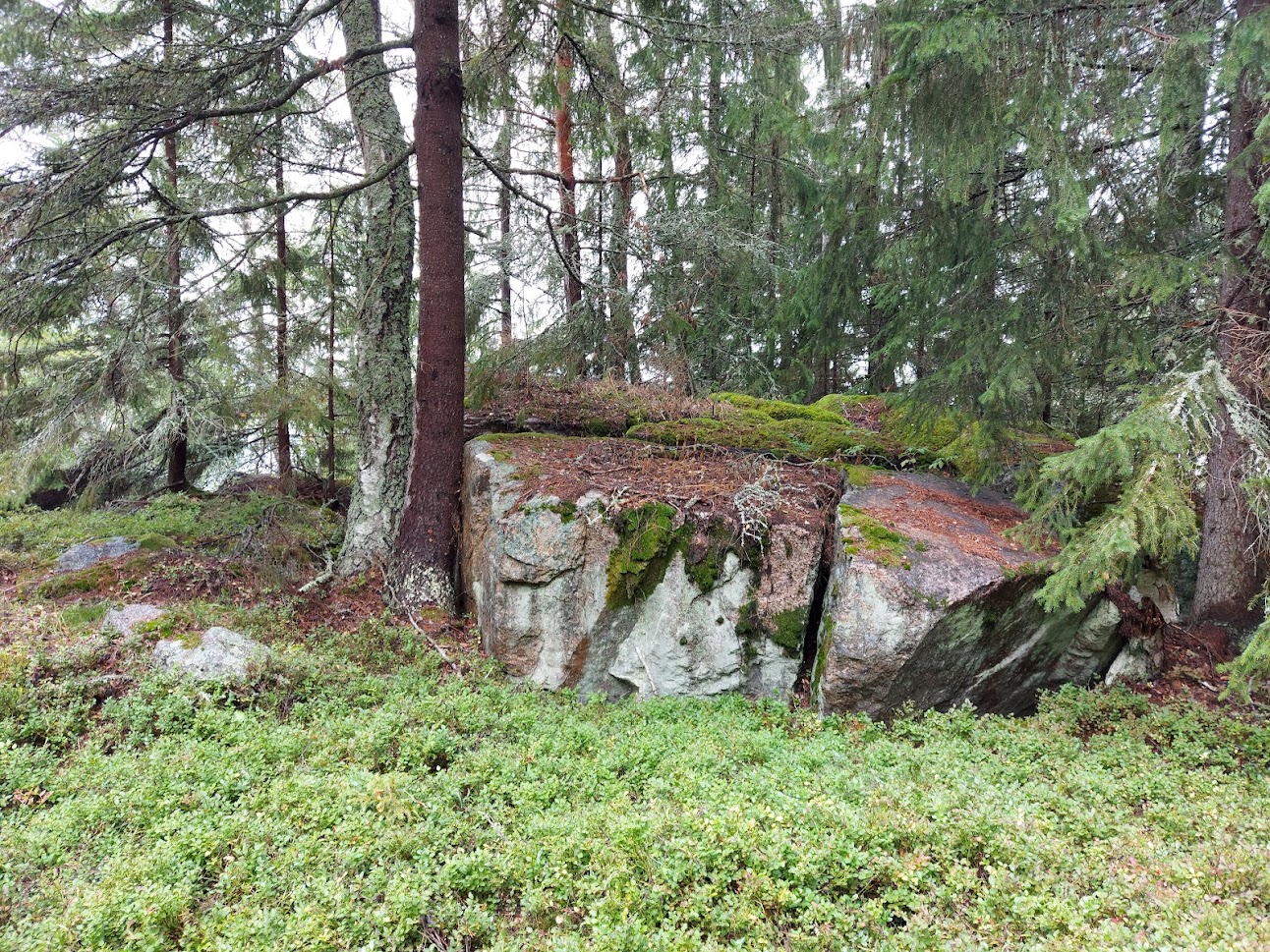 Kivi metsässä.