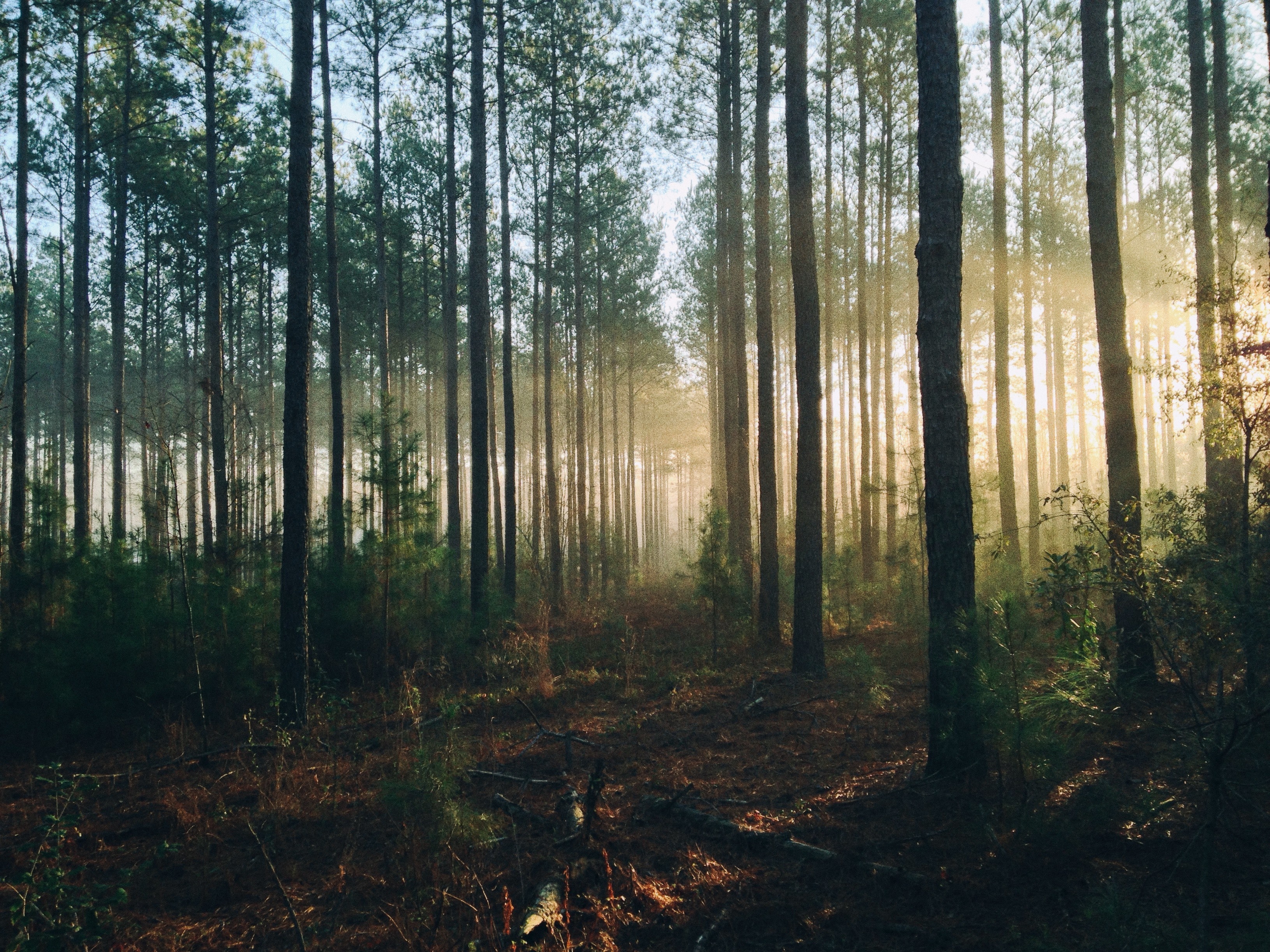 Mäntymetsä, jossa auringonsäteet etsitvät tiensä ylhäältä maata kohden.